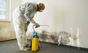 Why You Should Choose Our Mold Remediation Services in Niceville, FL